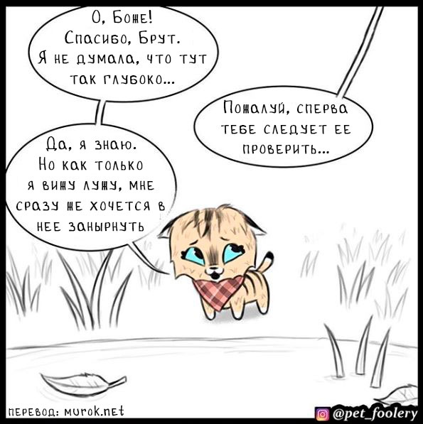 брут и пикси