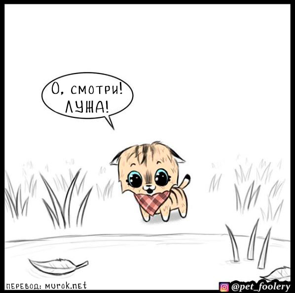 брут и пикси