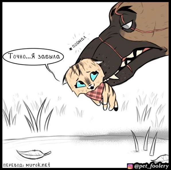 брут и пикси