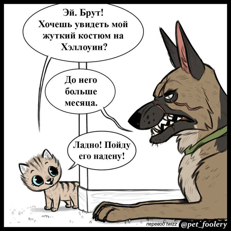 брут и пикси