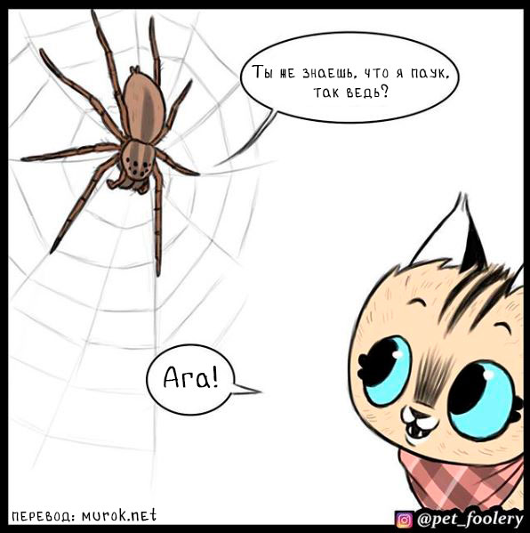 брут и пикси