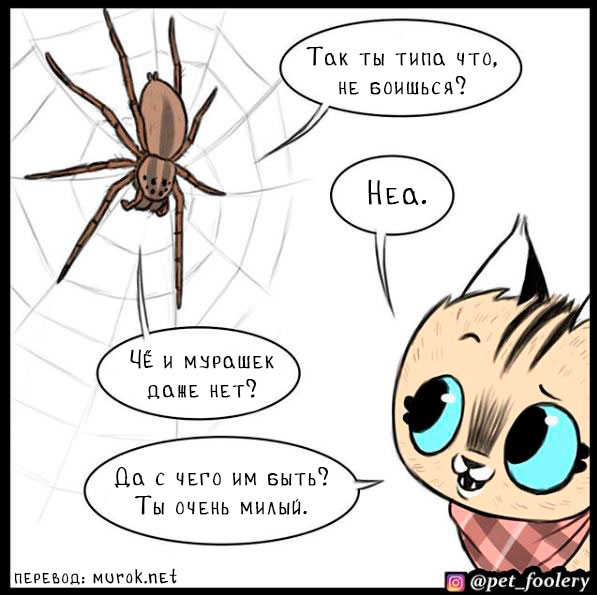 брут и пикси