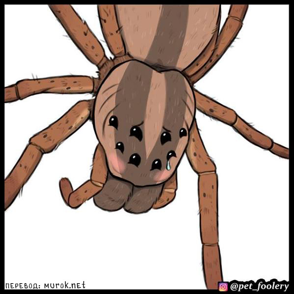 брут и пикси