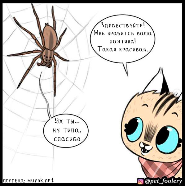 брут и пикси