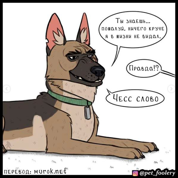 брут и пикси