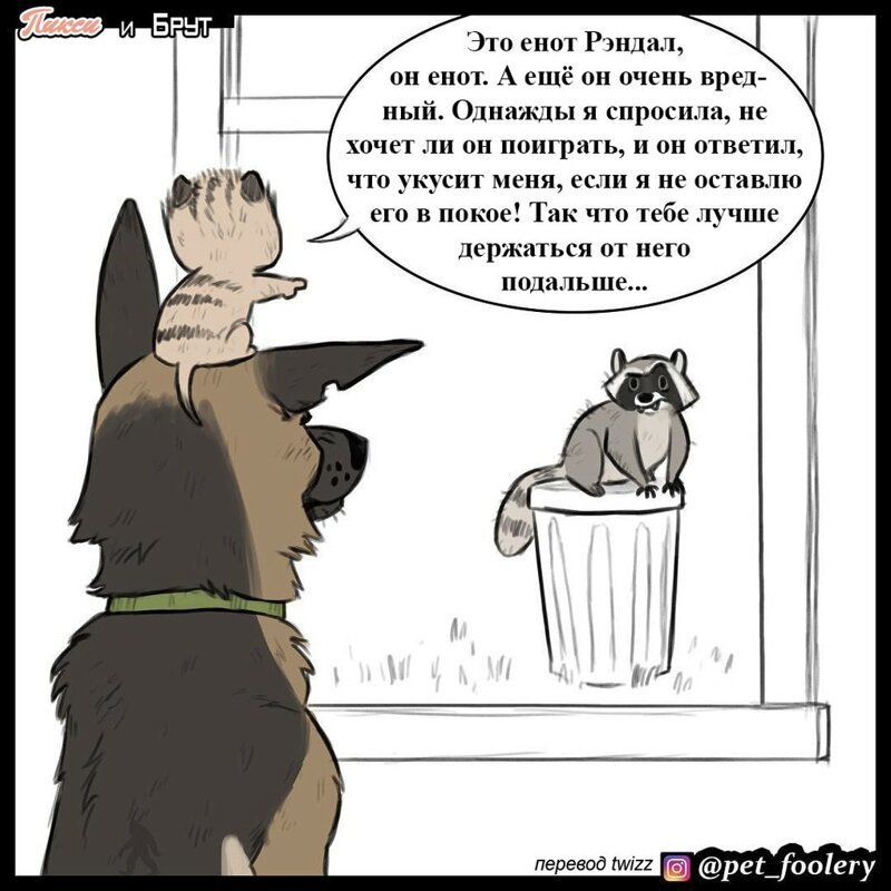 брут и пикси