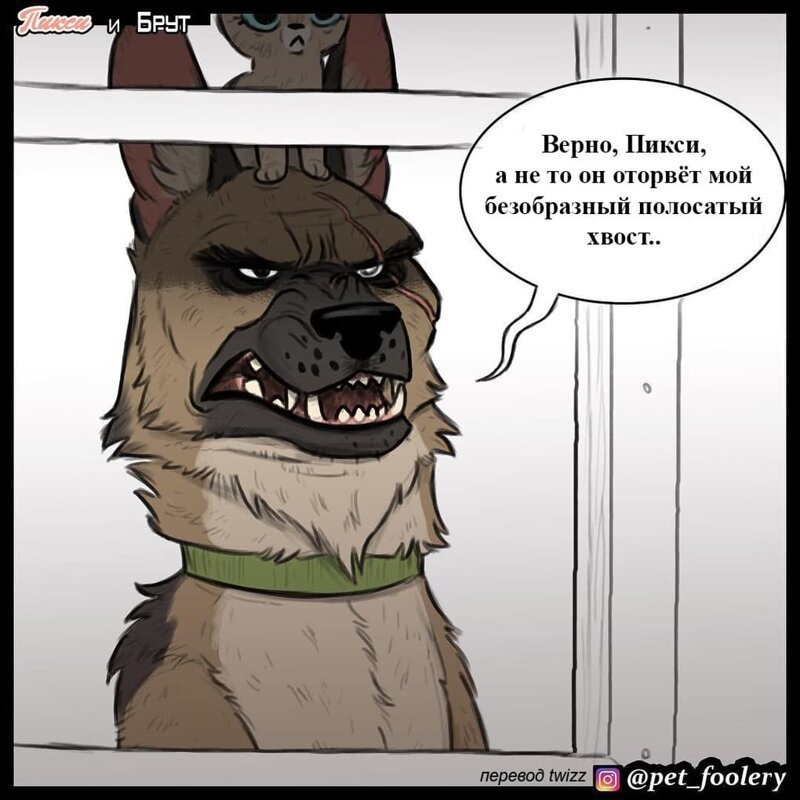 брут и пикси