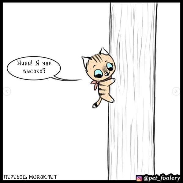 брут и пикси