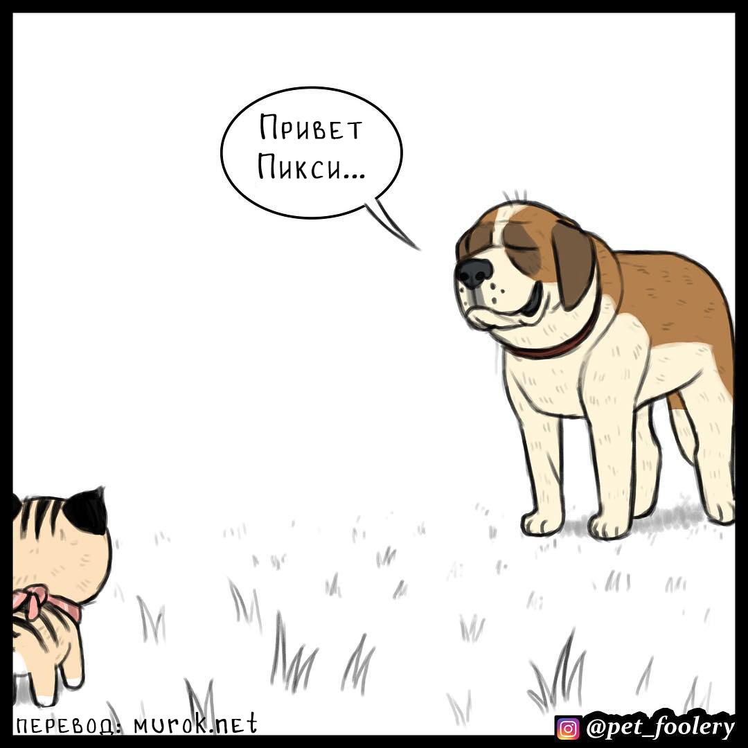 брут и пикси