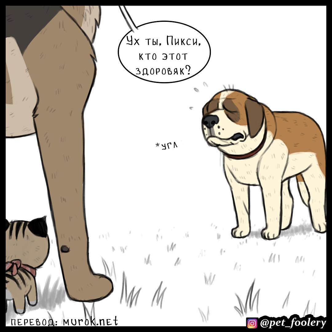 брут и пикси