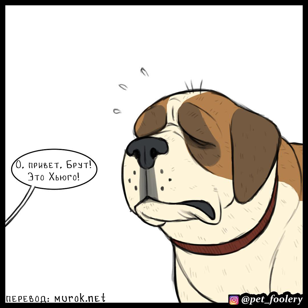 брут и пикси