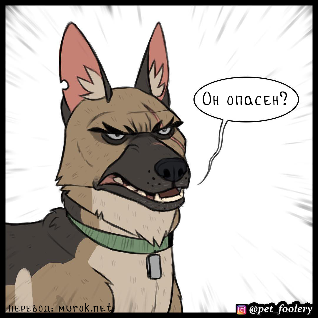 брут и пикси