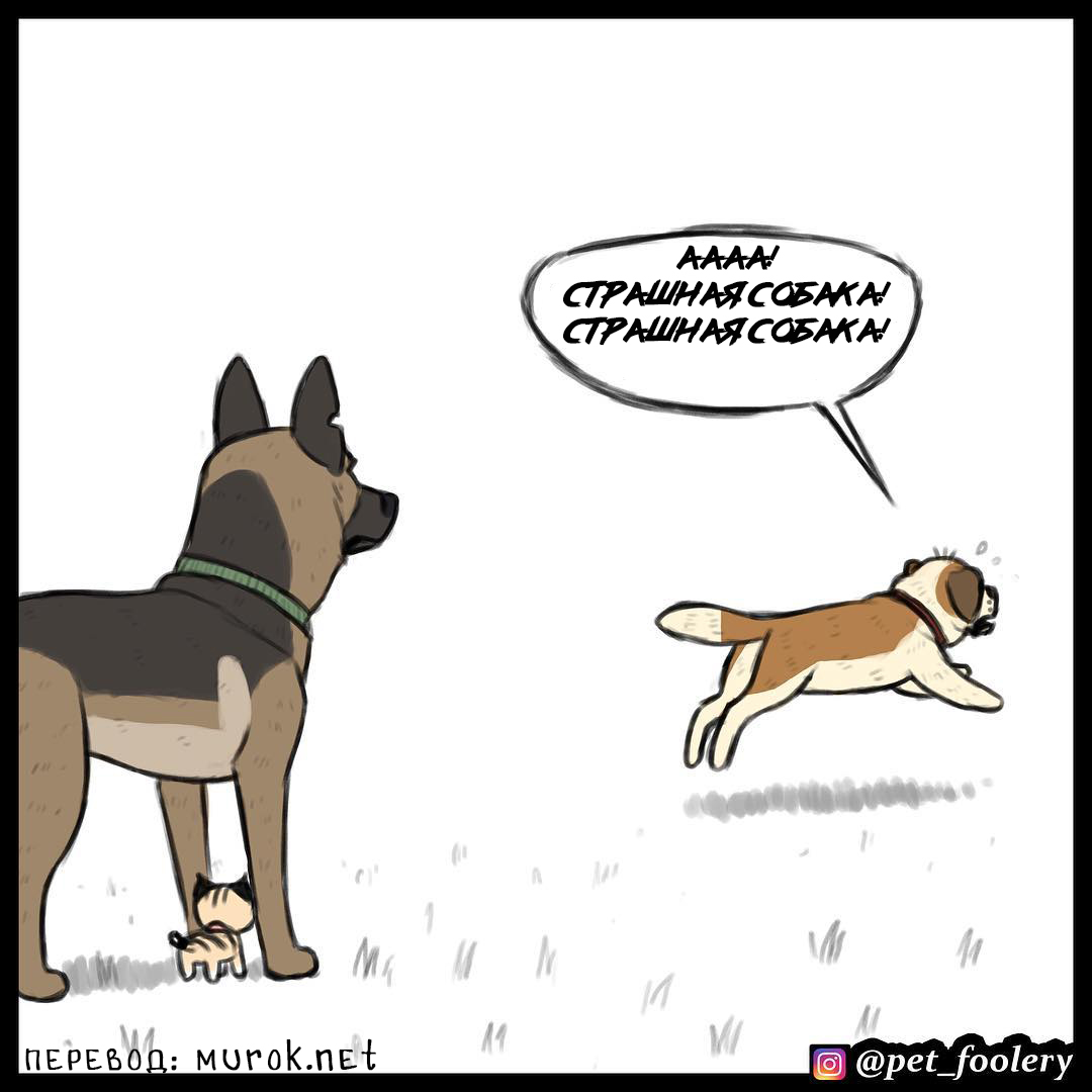 брут и пикси