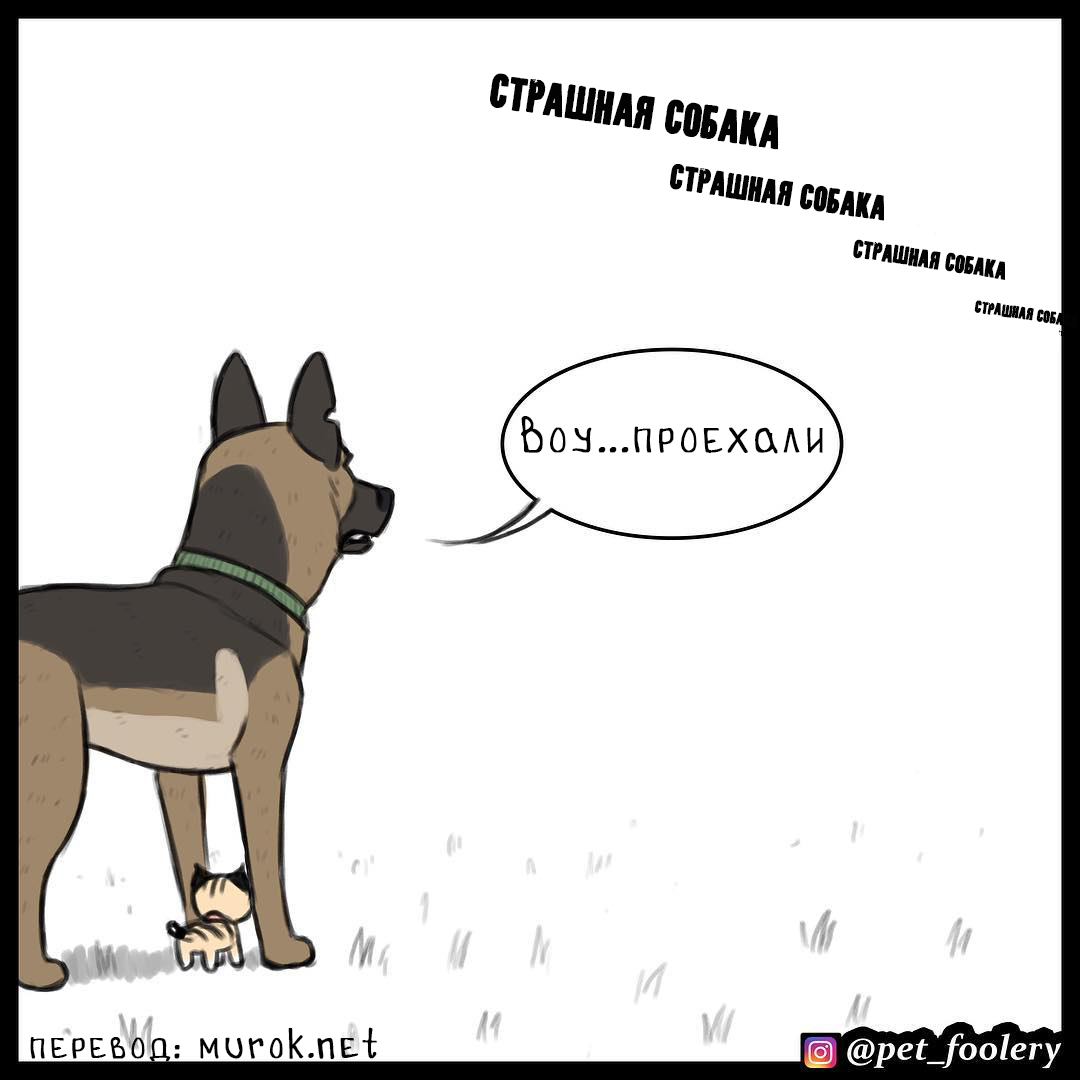 брут и пикси