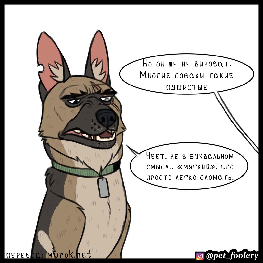 брут и пикси