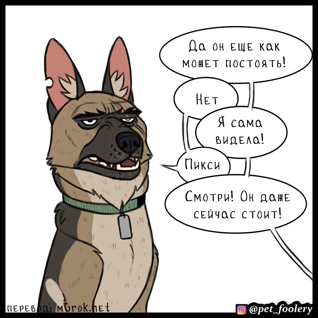 брут и пикси