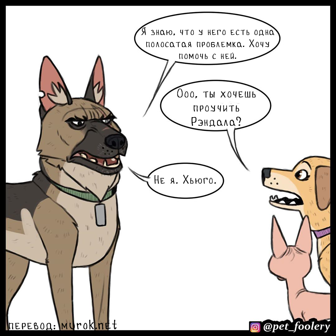 брут и пикси