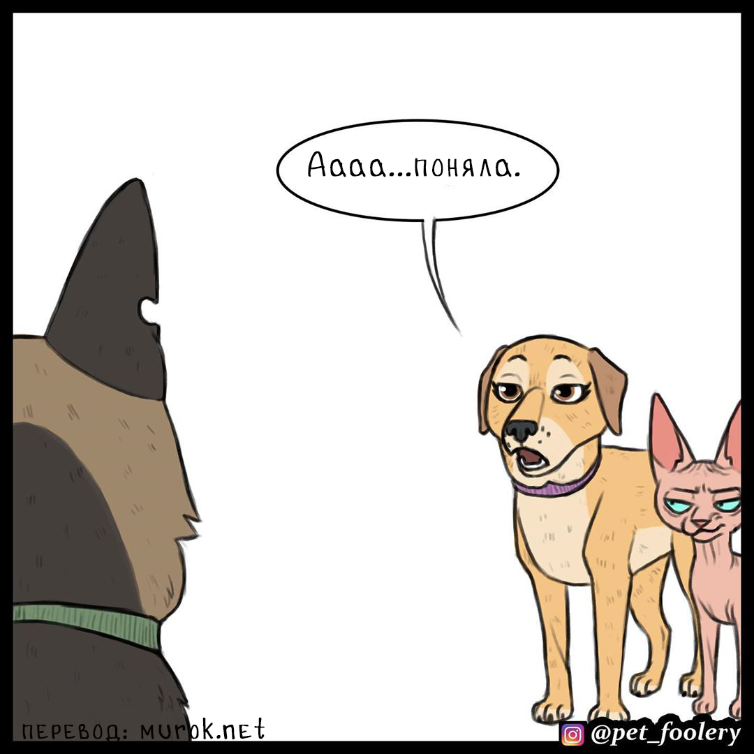 брут и пикси