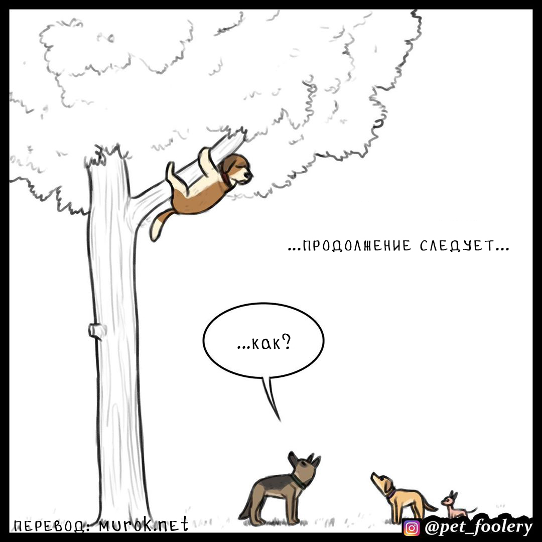 брут и пикси