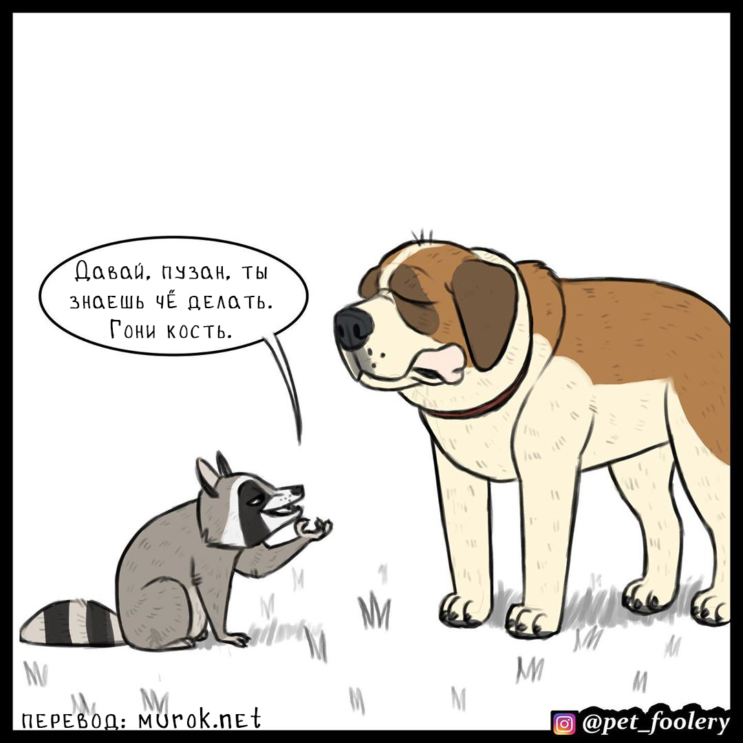 брут и пикси