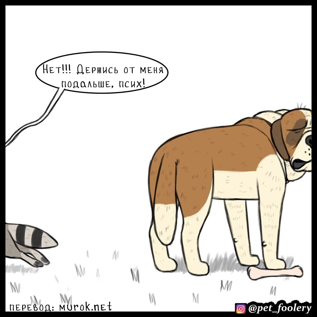 брут и пикси