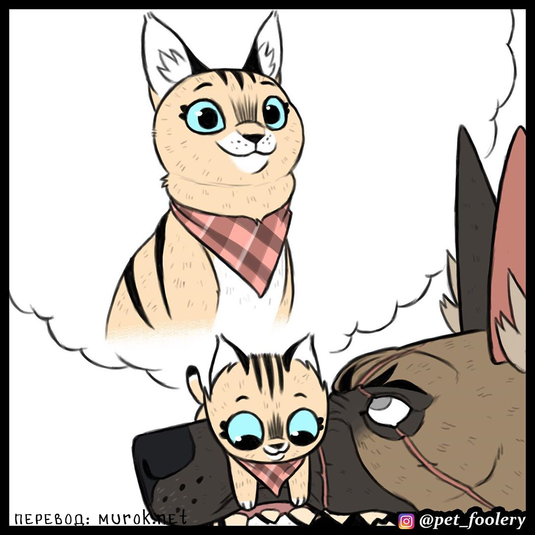 брут и пикси