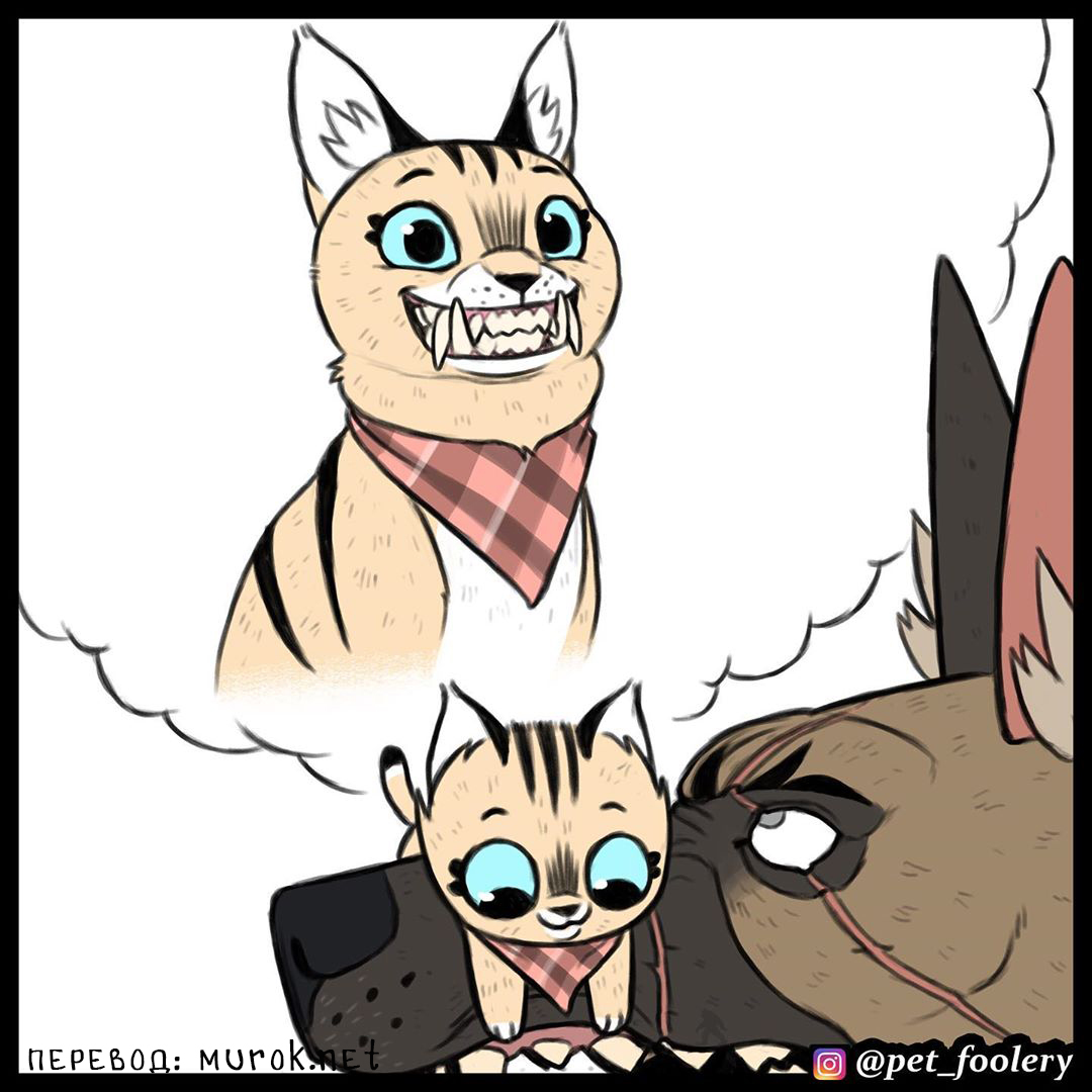 брут и пикси