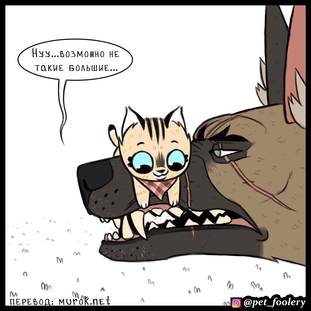 брут и пикси