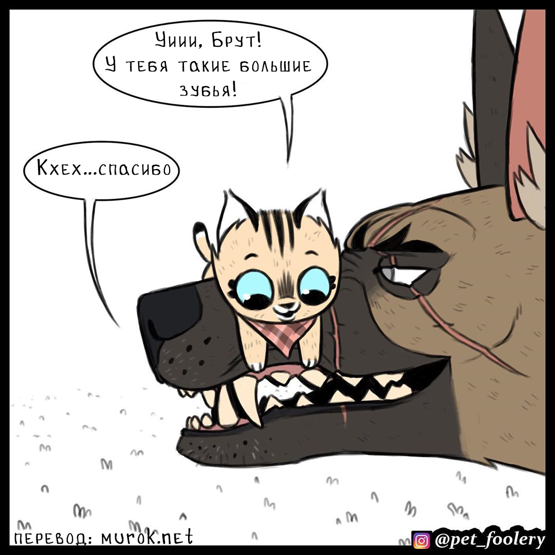 брут и пикси