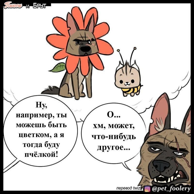 брут и пикси