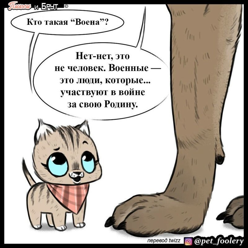 брут и пикси