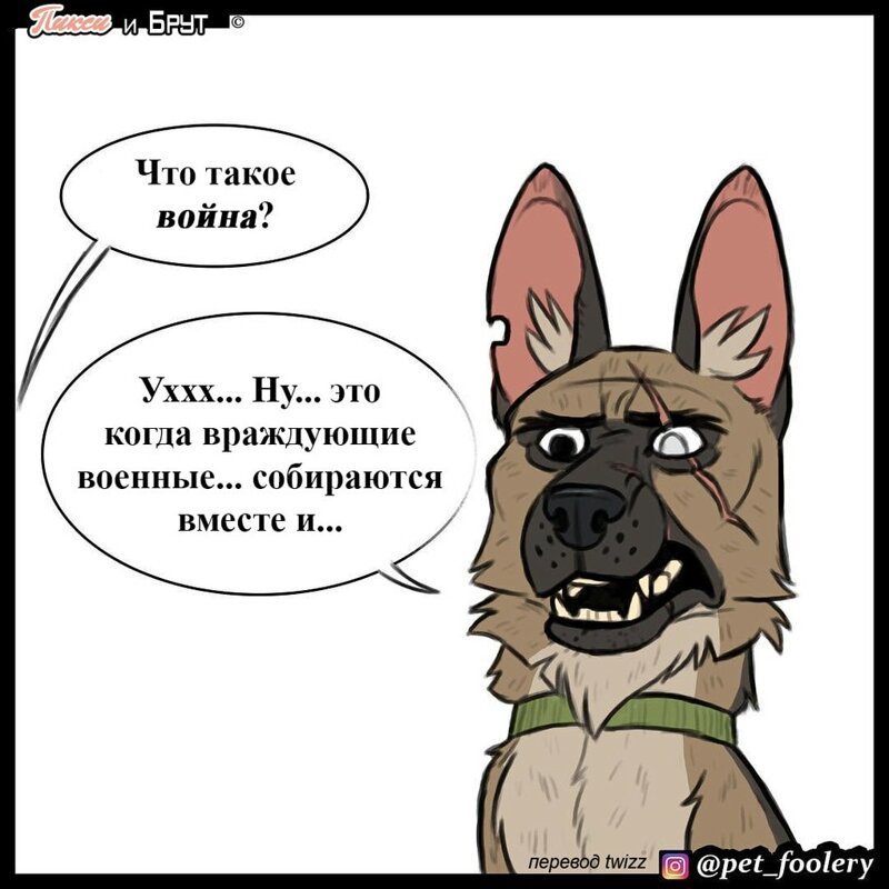 брут и пикси
