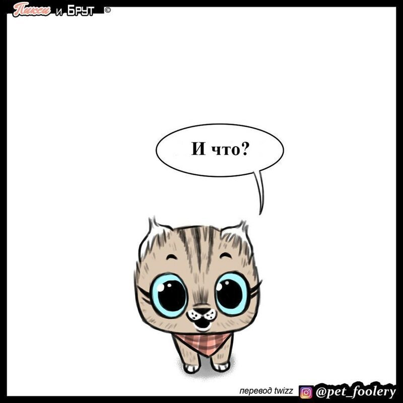 брут и пикси