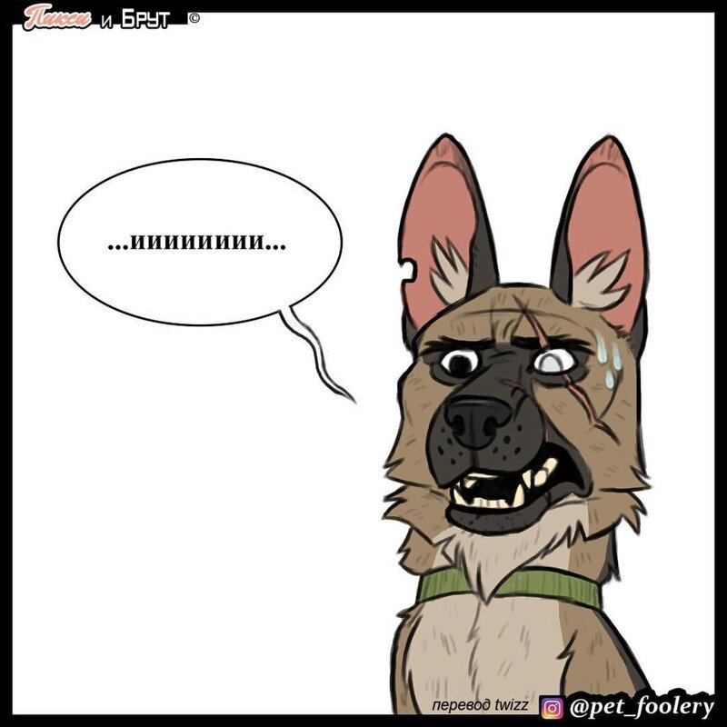 брут и пикси