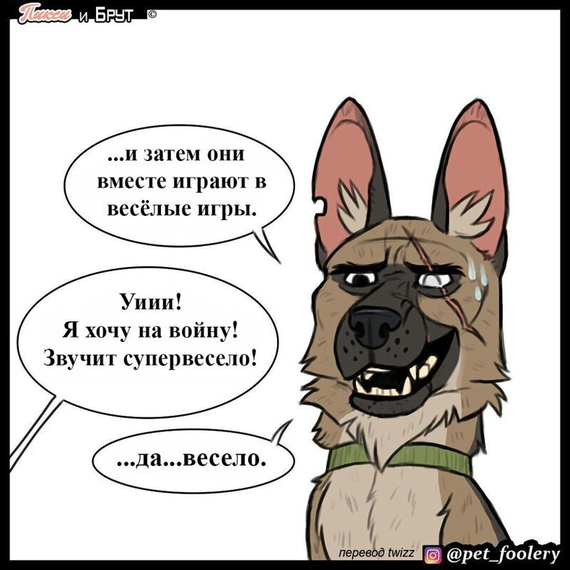брут и пикси