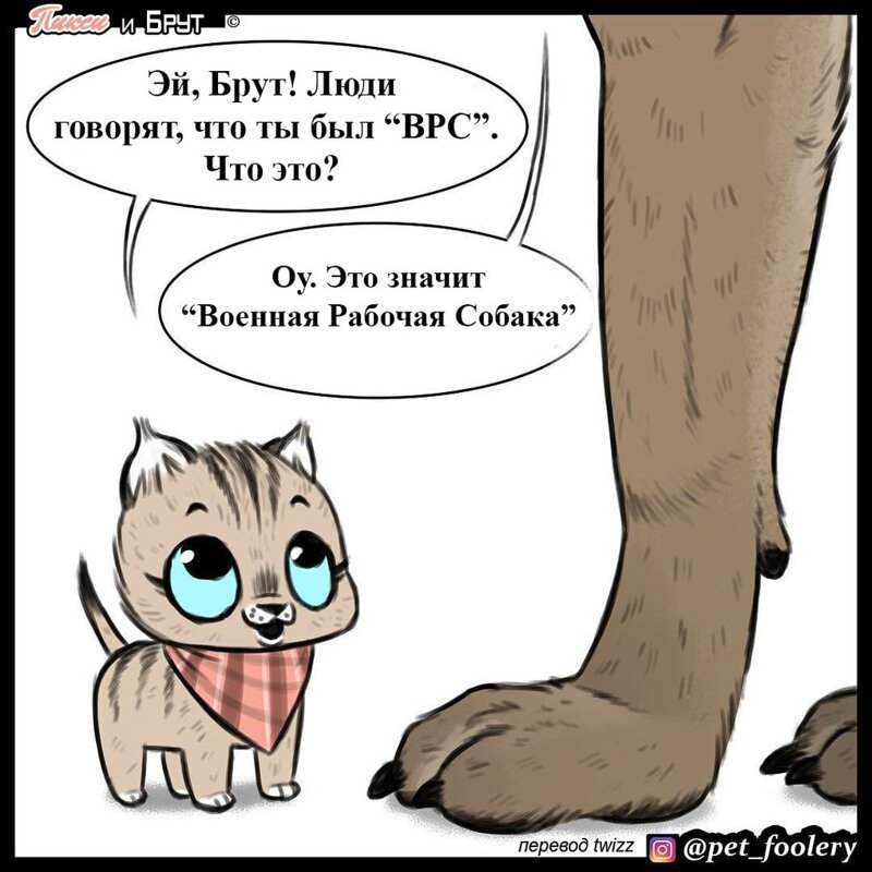 брут и пикси