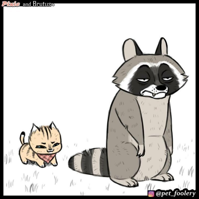 брут и пикси