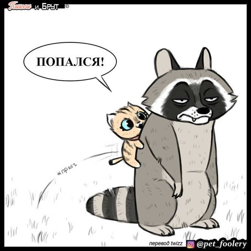 брут и пикси