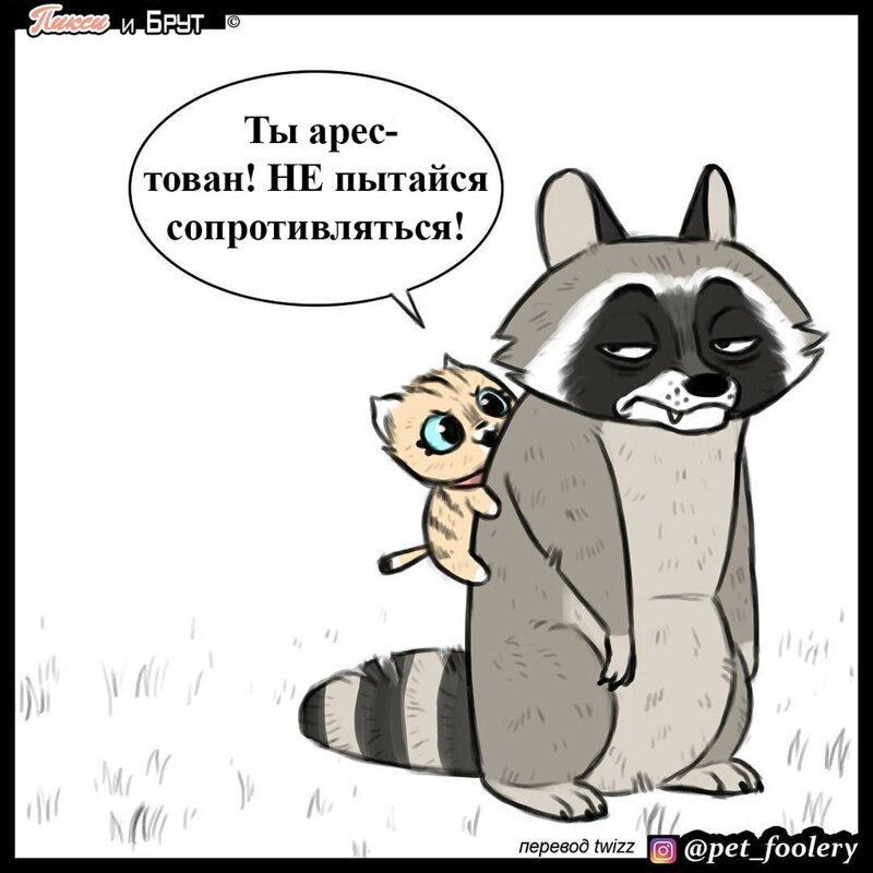 брут и пикси