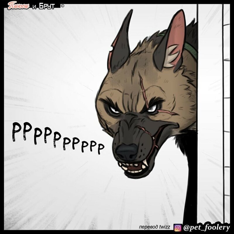 брут и пикси