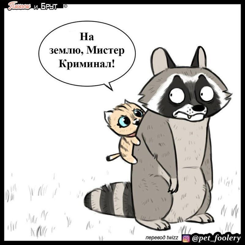 брут и пикси