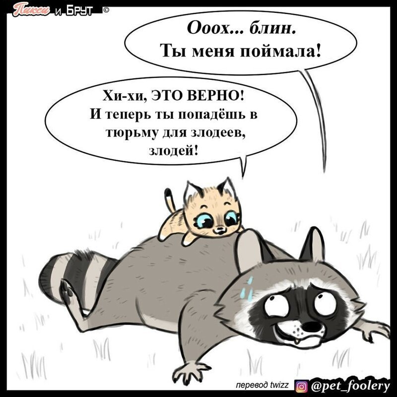 брут и пикси