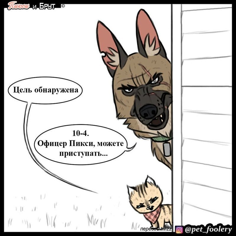 брут и пикси