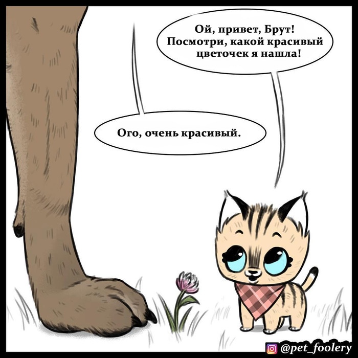 брут и пикси