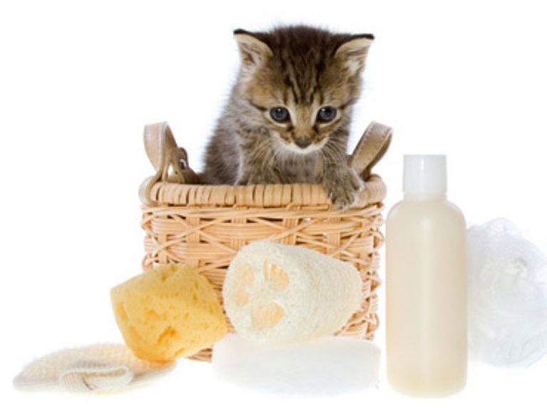 кот и парфюм