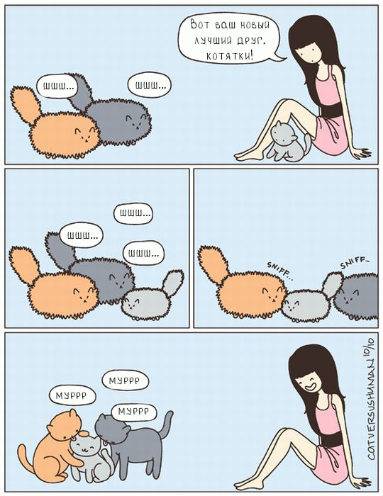 знакомство котов