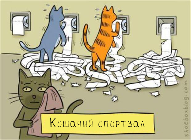 коты с туалетной бумагой