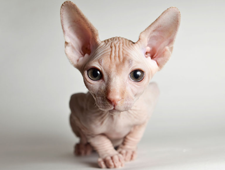 донской сфинкс