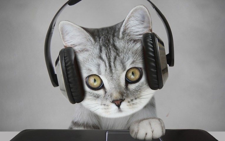 котенок слышит