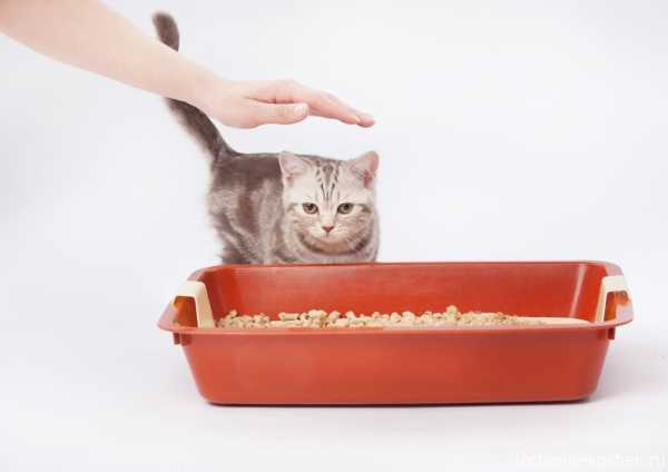 как приучить котенка к лотку